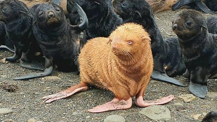 Keajaiban Warna Pudar 10 Hewan dengan Keunikan Genetik yang Menakjubkan