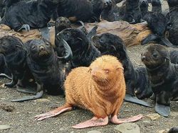 Keajaiban Warna Pudar 10 Hewan dengan Keunikan Genetik yang Menakjubkan