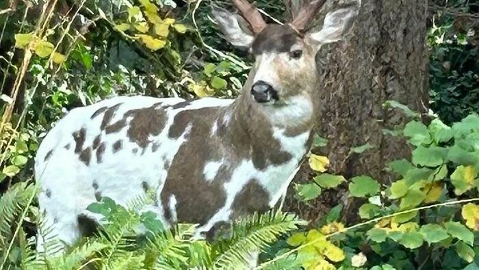 Keajaiban Warna Pudar 10 Hewan dengan Keunikan Genetik yang Menakjubkan