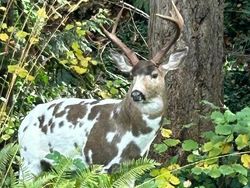 Keajaiban Warna Pudar 10 Hewan dengan Keunikan Genetik yang Menakjubkan