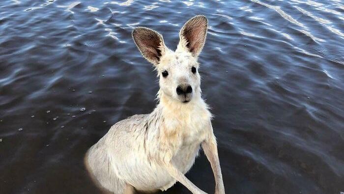 Keajaiban Warna Pudar 10 Hewan dengan Keunikan Genetik yang Menakjubkan