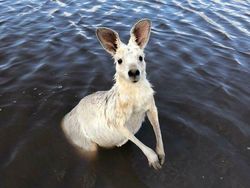 Keajaiban Warna Pudar 10 Hewan dengan Keunikan Genetik yang Menakjubkan