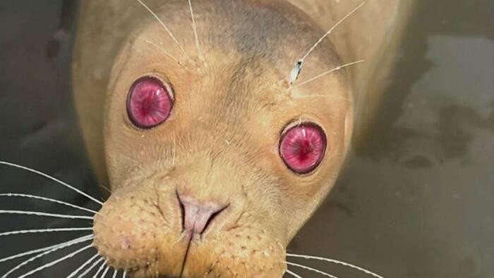 Keajaiban Warna Pudar 10 Hewan dengan Keunikan Genetik yang Menakjubkan