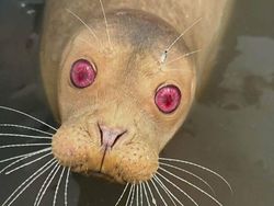 Keajaiban Warna Pudar 10 Hewan dengan Keunikan Genetik yang Menakjubkan