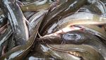 Jangan Salah! Ini Istilah dalam Bahasa Inggris untuk Nama Ikan Lokal