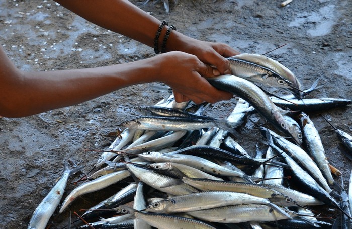 Jangan Salah! Ini Istilah dalam Bahasa Inggris untuk Nama Ikan Lokal