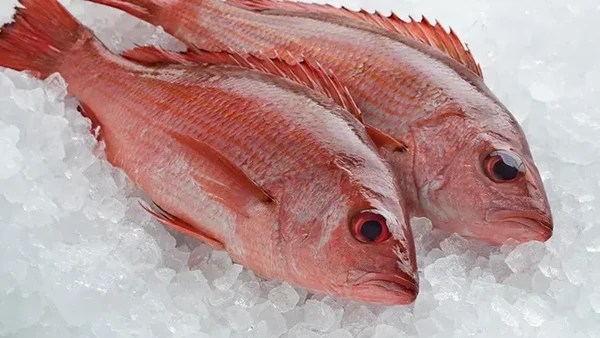Jangan Salah! Ini Istilah dalam Bahasa Inggris untuk Nama Ikan Lokal