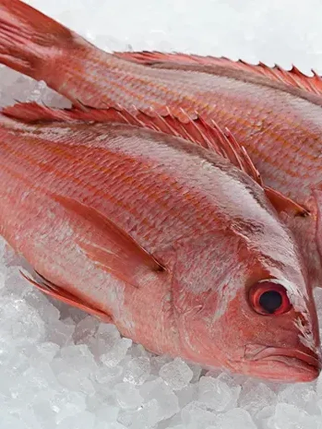 Jangan Salah! Ini Istilah dalam Bahasa Inggris untuk Nama Ikan Lokal