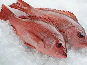 Jangan Salah! Ini Istilah dalam Bahasa Inggris untuk Nama Ikan Lokal