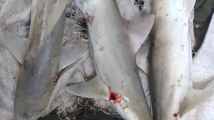 Perdagangan bayi hiu di Bawean Gresik