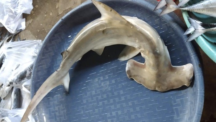 Perdagangan bayi hiu di Bawean Gresik