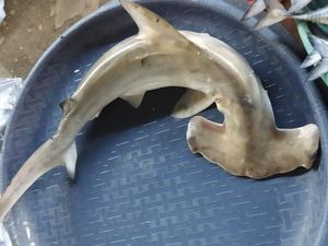 Fakta di Balik Perdagangan Bayi Hiu di Gresik dan Dampaknya bagi Laut