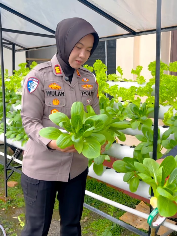 Transformasi Menakjubkan: Polantas Riau Ciptakan Kebun Hidroponik di Kantor, Wujudkan Green Policing