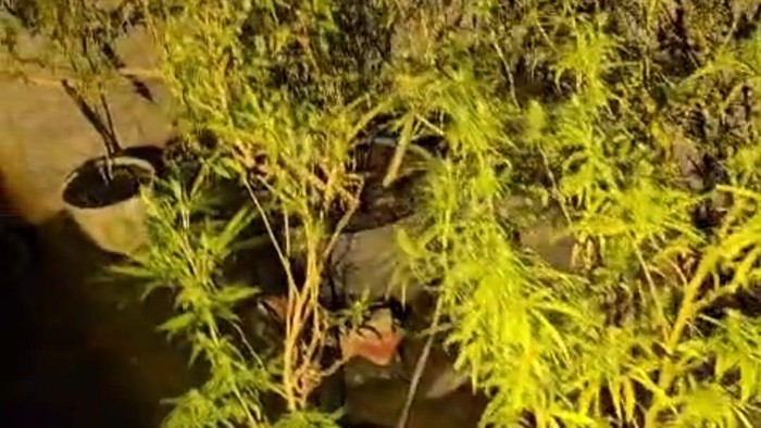 Tanaman ganja di rumah diamankan Polres Kediri