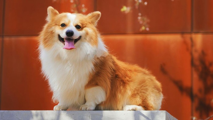 Anjing Hewan Pembawa Keberuntungan Menurut Fengsui, Mudah Dipelihara dan Penuh Hoki