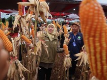 Produksi Jagung Jatim Tembus 4,8 juta Ton, Kontribusi Terbanyak Nasional