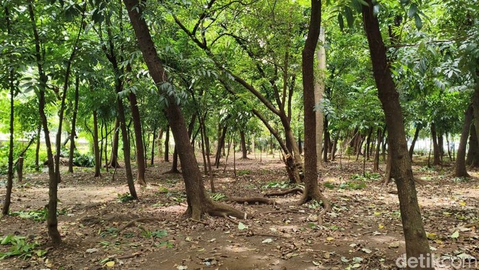 **Sudut Gelap Taman Kota Cawang yang Bikin Tercengang: Masyarakat Diam-diam Waspadai Aktivitas Asusila**