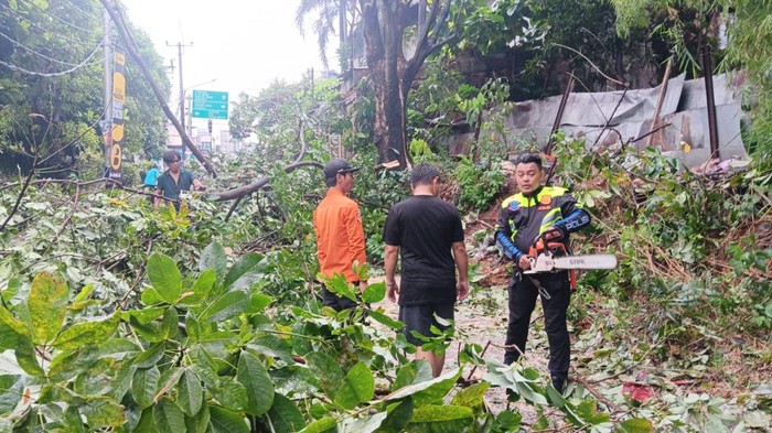 Pohon karet besar tumbang di Jalan Menjangan Perempatan Duren, Sawah Lama, Ciputat, Kota Tangerang Selatan (Tangsel). Lalu lintas sempat macet sekitar 35 menit. (dok Istimewa)