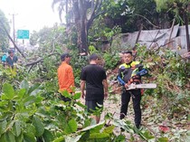 Pohon Karet Tumbang Sempat Bikin Macet Jalan di Ciputat Tangsel