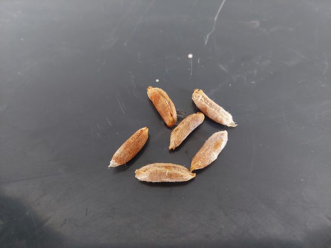 biji kurma biji kurma