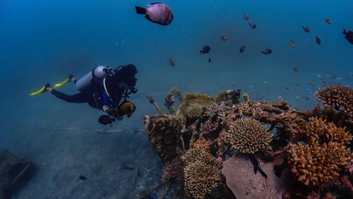Wisatawan menyelam di dekat struktur terumbu karang di Teluk Pemuteran, Buleleng, Bali, beberapa waktu lalu.