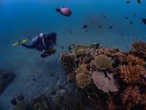 Terumbu Karang Teluk Pemuteran Pulih, Cuan Datang