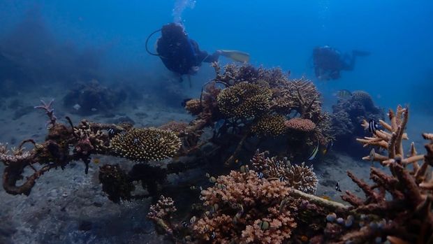 Pelancong menyelam di antara terumbu karang yang tumbuh di struktur besi Teluk Pemuteran, Buleleng, Bali, beberapa waktu lalu.
