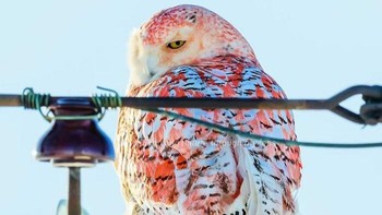 Penampilan burung hantu salju berwarna jingga yang sangat langka ini memberikan kontras yang luar biasa dibandingkan dengan warna putih salju biasanya sehingga ia tampak sangat menonjol di tengah alam. (exposingnaturethroughmylens via BoredPanda)