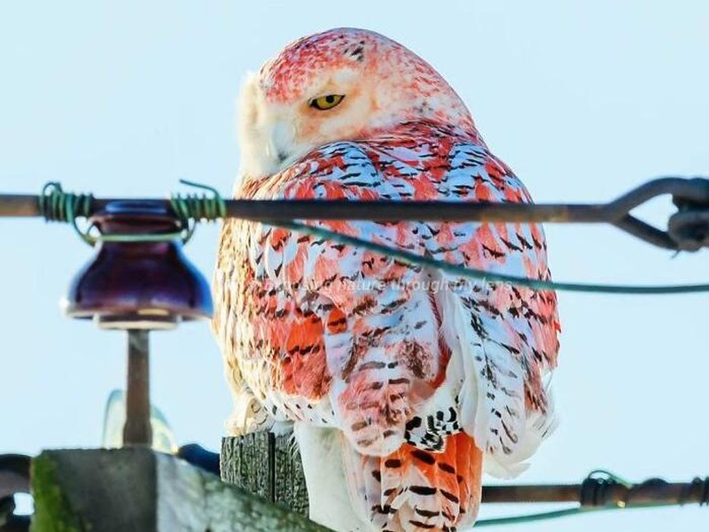 Dari burung hantu berwarna jingga hingga jerapah tanpa bintik, inilah deretan hewan yang terlahir dengan warna unik yang sangat jarang ditemukan di habitat aslinya.
