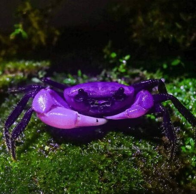 10 Hewan dengan Palet Warna Unik di Dunia