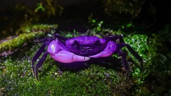Penemuan kepiting putri berwarna ungu kerajaan yang ditemukan di Taman Nasional Kaeng Krachan Thailand menjadi sensasi karena warna ungunya yang sangat cerah dan elegan seperti bangsawan laut. (Department of National Parks, Wildlife and Plant Conservation Thailand via BoredPanda)