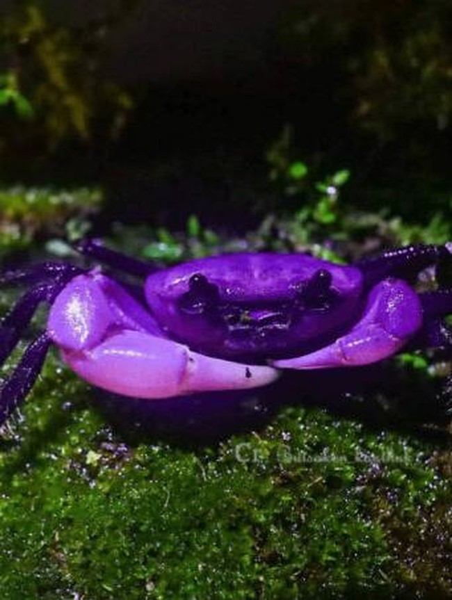 10 Hewan dengan Palet Warna Unik di Dunia