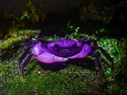 10 Hewan dengan Palet Warna Unik di Dunia