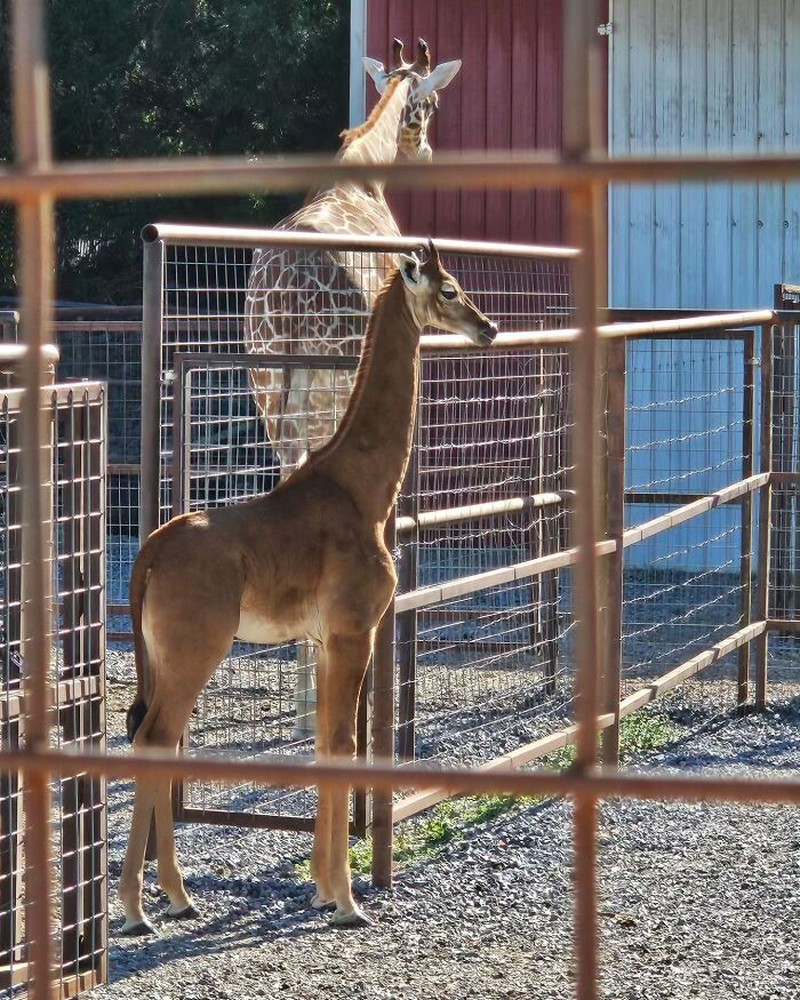 Dari burung hantu berwarna jingga hingga jerapah tanpa bintik, inilah deretan hewan yang terlahir dengan warna unik yang sangat jarang ditemukan di habitat aslinya.