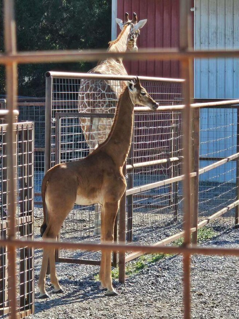 Dari burung hantu berwarna jingga hingga jerapah tanpa bintik, inilah deretan hewan yang terlahir dengan warna unik yang sangat jarang ditemukan di habitat aslinya.