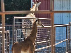 10 Hewan dengan Palet Warna Unik di Dunia