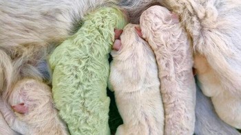 Seekor anak anjing Labrador bernama Pistachio di Sardinia terlahir dengan warna hijau akibat pigmen biliverdin yang tertelan saat di dalam kandungan dan perlahan warna unik ini akan memudar seiring ia tumbuh besar. Makanya diberi nama seperti jenis kacang yang warnanya hijau itu. (stianenko via BoredPanda)