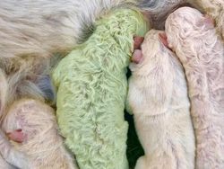 10 Hewan dengan Palet Warna Unik di Dunia