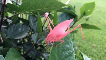 Sosok belalang Katydid albino dengan mutasi genetik eritristik ini tampak sangat kontras saat sedang bersantai di atas bunga sepatu karena memiliki warna merah muda cerah yang sangat jarang terjadi. (HamiltonJr via BoredPanda)
