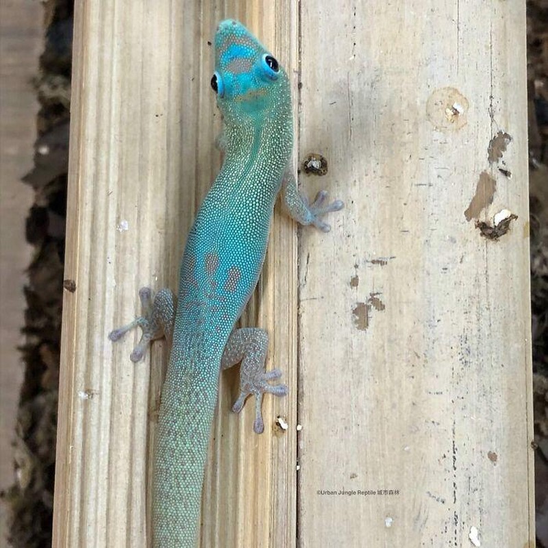 Dari burung hantu berwarna jingga hingga jerapah tanpa bintik, inilah deretan hewan yang terlahir dengan warna unik yang sangat jarang ditemukan di habitat aslinya.