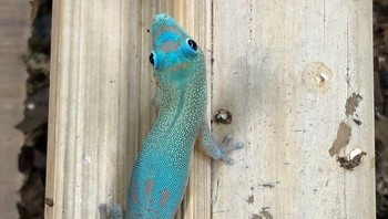Keunikan tokek Phelsuma Laticauda yang mengalami mutasi warna biru ini mengubah tampilan normalnya yang hijau menjadi warna biru elektrik yang sangat mencolok dan artistik. (michael_gekkota via BoredPanda)