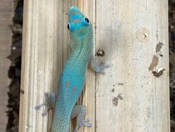 10 Hewan dengan Palet Warna Unik di Dunia