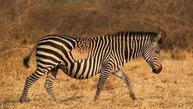 Dari burung hantu berwarna jingga hingga jerapah tanpa bintik, inilah deretan hewan yang terlahir dengan warna unik yang sangat jarang ditemukan di habitat aslinya.