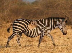 10 Hewan dengan Palet Warna Unik di Dunia