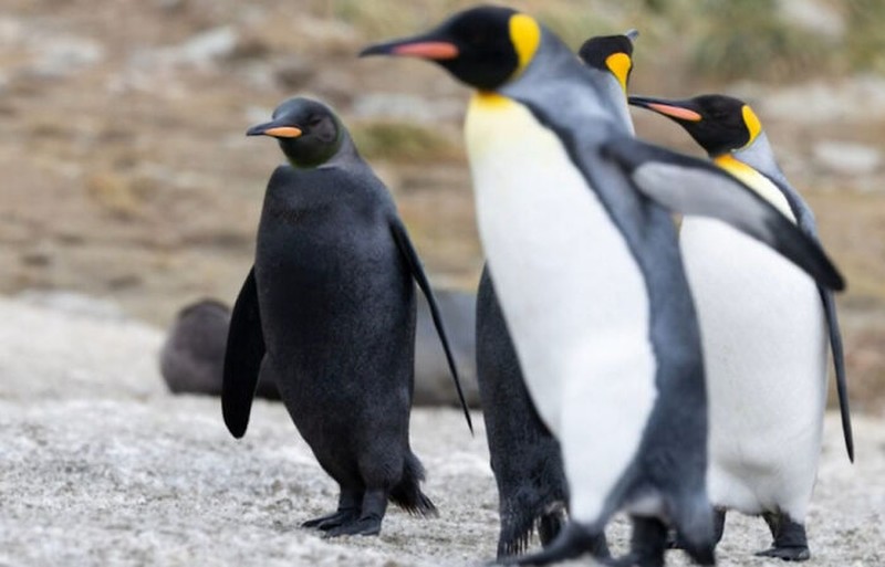 Dari burung hantu berwarna jingga hingga jerapah tanpa bintik, inilah deretan hewan yang terlahir dengan warna unik yang sangat jarang ditemukan di habitat aslinya.