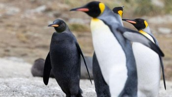 Fenomena penguin yang seluruh tubuhnya berwarna hitam pekat merupakan kejadian yang sangat jarang karena ia kehilangan pola putih di bagian dada yang biasanya dimiliki oleh penguin pada umumnya. (medardoo1 via BoredPanda)