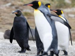 10 Hewan dengan Palet Warna Unik di Dunia