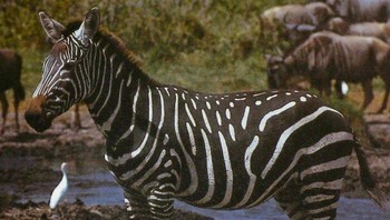 Penampakan zebra yang memiliki kondisi pseudomelanisme atau abundisme menunjukkan kelebihan pigmen melanin sehingga garis-garis hitam di tubuhnya menyatu dan membuat pola hitamnya menjadi lebih dominan.Bavelly via BoredPanda