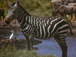 10 Hewan dengan Palet Warna Unik di Dunia