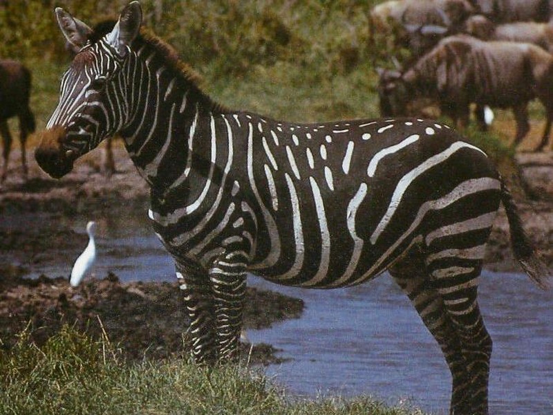 Dari burung hantu berwarna jingga hingga jerapah tanpa bintik, inilah deretan hewan yang terlahir dengan warna unik yang sangat jarang ditemukan di habitat aslinya.